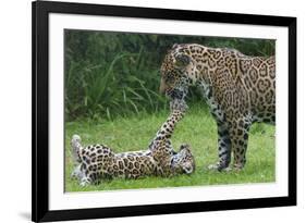 Female Jaguar (Panthera Onca) Playing With Her Cub, Captive, Occurs In Southern And Central America-Edwin Giesbers-Framed Photographic Print