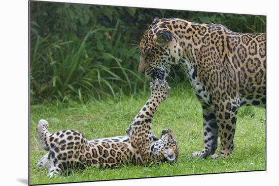 Female Jaguar (Panthera Onca) Playing With Her Cub, Captive, Occurs In Southern And Central America-Edwin Giesbers-Mounted Photographic Print