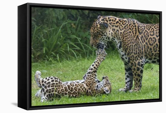Female Jaguar (Panthera Onca) Playing With Her Cub, Captive, Occurs In Southern And Central America-Edwin Giesbers-Framed Stretched Canvas