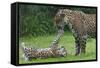 Female Jaguar (Panthera Onca) Playing With Her Cub, Captive, Occurs In Southern And Central America-Edwin Giesbers-Framed Stretched Canvas