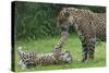 Female Jaguar (Panthera Onca) Playing With Her Cub, Captive, Occurs In Southern And Central America-Edwin Giesbers-Stretched Canvas