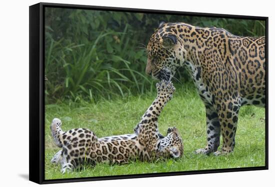 Female Jaguar (Panthera Onca) Playing With Her Cub, Captive, Occurs In Southern And Central America-Edwin Giesbers-Framed Stretched Canvas