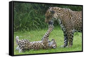 Female Jaguar (Panthera Onca) Playing With Her Cub, Captive, Occurs In Southern And Central America-Edwin Giesbers-Framed Stretched Canvas