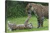 Female Jaguar (Panthera Onca) Playing With Her Cub, Captive, Occurs In Southern And Central America-Edwin Giesbers-Stretched Canvas