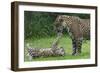 Female Jaguar (Panthera Onca) Playing With Her Cub, Captive, Occurs In Southern And Central America-Edwin Giesbers-Framed Photographic Print