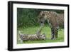 Female Jaguar (Panthera Onca) Playing With Her Cub, Captive, Occurs In Southern And Central America-Edwin Giesbers-Framed Photographic Print