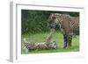 Female Jaguar (Panthera Onca) Playing With Her Cub, Captive, Occurs In Southern And Central America-Edwin Giesbers-Framed Photographic Print