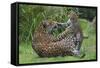 Female Jaguar (Panthera Onca) Playing With Her Cub, Captive, Occurs In Southern And Central America-Edwin Giesbers-Framed Stretched Canvas