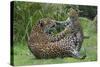 Female Jaguar (Panthera Onca) Playing With Her Cub, Captive, Occurs In Southern And Central America-Edwin Giesbers-Stretched Canvas