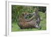 Female Jaguar (Panthera Onca) Playing With Her Cub, Captive, Occurs In Southern And Central America-Edwin Giesbers-Framed Photographic Print