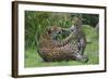 Female Jaguar (Panthera Onca) Playing With Her Cub, Captive, Occurs In Southern And Central America-Edwin Giesbers-Framed Photographic Print