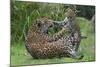 Female Jaguar (Panthera Onca) Playing With Her Cub, Captive, Occurs In Southern And Central America-Edwin Giesbers-Mounted Photographic Print