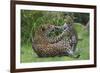 Female Jaguar (Panthera Onca) Playing With Her Cub, Captive, Occurs In Southern And Central America-Edwin Giesbers-Framed Photographic Print