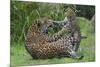 Female Jaguar (Panthera Onca) Playing With Her Cub, Captive, Occurs In Southern And Central America-Edwin Giesbers-Mounted Photographic Print