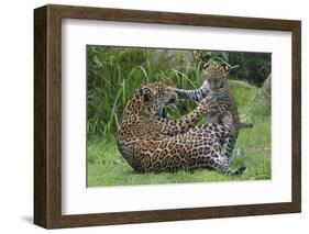 Female Jaguar (Panthera Onca) Playing With Her Cub, Captive, Occurs In Southern And Central America-Edwin Giesbers-Framed Photographic Print