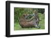 Female Jaguar (Panthera Onca) Playing With Her Cub, Captive, Occurs In Southern And Central America-Edwin Giesbers-Framed Photographic Print