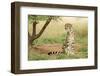 Female King Cheetah (Acinonyx Jubatus) South Africa-Stu Porter-Framed Photographic Print