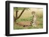 Female King Cheetah (Acinonyx Jubatus) South Africa-Stu Porter-Framed Photographic Print