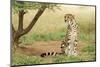 Female King Cheetah (Acinonyx Jubatus) South Africa-Stu Porter-Mounted Photographic Print