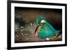 Female Kingfisher covering chicks with her wings, Italy-Angelo Gandolfi-Framed Photographic Print