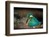 Female Kingfisher covering chicks with her wings, Italy-Angelo Gandolfi-Framed Photographic Print