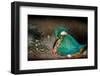 Female Kingfisher covering chicks with her wings, Italy-Angelo Gandolfi-Framed Photographic Print