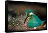 Female Kingfisher covering chicks with her wings, Italy-Angelo Gandolfi-Framed Stretched Canvas