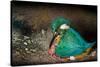 Female Kingfisher covering chicks with her wings, Italy-Angelo Gandolfi-Stretched Canvas
