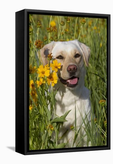 Female Labrador Retriever in Prairie Wildflowers, Geneva, Illinois, USA-Lynn M^ Stone-Framed Stretched Canvas