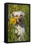 Female Labrador Retriever in Prairie Wildflowers, Geneva, Illinois, USA-Lynn M^ Stone-Framed Stretched Canvas