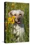 Female Labrador Retriever in Prairie Wildflowers, Geneva, Illinois, USA-Lynn M^ Stone-Stretched Canvas