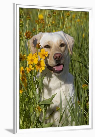 Female Labrador Retriever in Prairie Wildflowers, Geneva, Illinois, USA-Lynn M^ Stone-Framed Premium Photographic Print