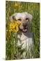 Female Labrador Retriever in Prairie Wildflowers, Geneva, Illinois, USA-Lynn M^ Stone-Mounted Premium Photographic Print