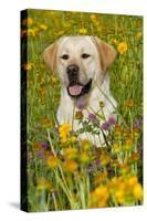 Female Labrador Retriever in Prairie Wildflowers, Geneva, Illinois, USA-Lynn M^ Stone-Stretched Canvas