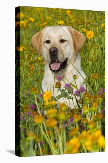 Female Labrador Retriever in Prairie Wildflowers, Geneva, Illinois, USA-Lynn M^ Stone-Stretched Canvas