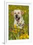 Female Labrador Retriever in Prairie Wildflowers, Geneva, Illinois, USA-Lynn M^ Stone-Framed Premium Photographic Print