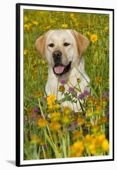 Female Labrador Retriever in Prairie Wildflowers, Geneva, Illinois, USA-Lynn M^ Stone-Framed Premium Photographic Print