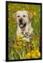 Female Labrador Retriever in Prairie Wildflowers, Geneva, Illinois, USA-Lynn M^ Stone-Framed Premium Photographic Print