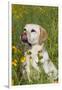 Female Labrador Retriever in Prairie Wildflowers, Geneva, Illinois, USA-Lynn M^ Stone-Framed Premium Photographic Print