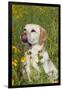 Female Labrador Retriever in Prairie Wildflowers, Geneva, Illinois, USA-Lynn M^ Stone-Framed Premium Photographic Print