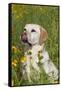 Female Labrador Retriever in Prairie Wildflowers, Geneva, Illinois, USA-Lynn M^ Stone-Framed Stretched Canvas