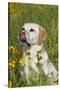 Female Labrador Retriever in Prairie Wildflowers, Geneva, Illinois, USA-Lynn M^ Stone-Stretched Canvas