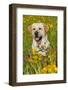 Female Labrador Retriever in Prairie Wildflowers, Geneva, Illinois, USA-Lynn M^ Stone-Framed Photographic Print