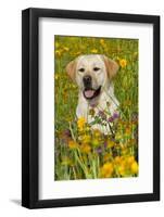 Female Labrador Retriever in Prairie Wildflowers, Geneva, Illinois, USA-Lynn M^ Stone-Framed Photographic Print