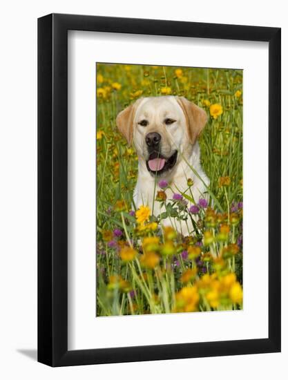 Female Labrador Retriever in Prairie Wildflowers, Geneva, Illinois, USA-Lynn M^ Stone-Framed Photographic Print