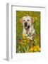 Female Labrador Retriever in Prairie Wildflowers, Geneva, Illinois, USA-Lynn M^ Stone-Framed Photographic Print