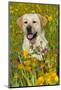 Female Labrador Retriever in Prairie Wildflowers, Geneva, Illinois, USA-Lynn M^ Stone-Mounted Photographic Print