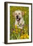 Female Labrador Retriever in Prairie Wildflowers, Geneva, Illinois, USA-Lynn M^ Stone-Framed Photographic Print