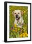 Female Labrador Retriever in Prairie Wildflowers, Geneva, Illinois, USA-Lynn M^ Stone-Framed Photographic Print