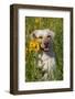 Female Labrador Retriever in Prairie Wildflowers, Geneva, Illinois, USA-Lynn M^ Stone-Framed Photographic Print